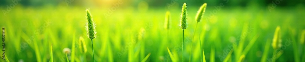 Green bristle grass in field with blooming flowers, green foxtail, lush, summer Green bristle grass in field with blooming flowers, green foxtail, lush, summer