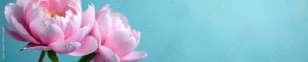 Soft pink peonies bloom against a gradient blue background, pink flowers, nature Soft pink peonies bloom against a gradient blue background, pink flowers, nature