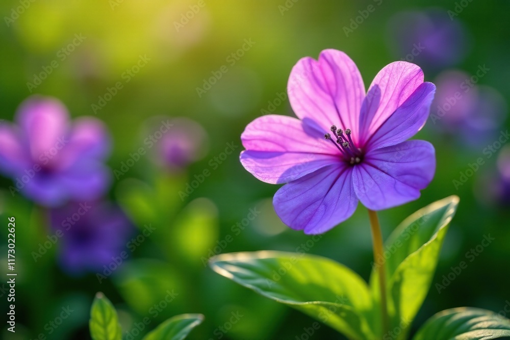 Violet hepatica flower with clear stamens and green foliage, garden, spring Violet hepatica flower with clear stamens and green foliage, garden, spring