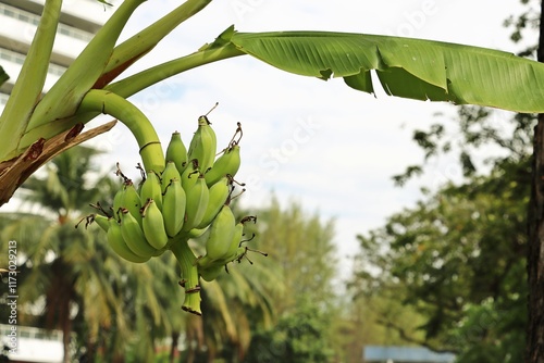 Bunch of bananas on banana tree in backyard garden