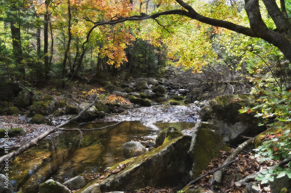 Fairytale river in the middle of the forest
Fairytale river in the middle of the forest