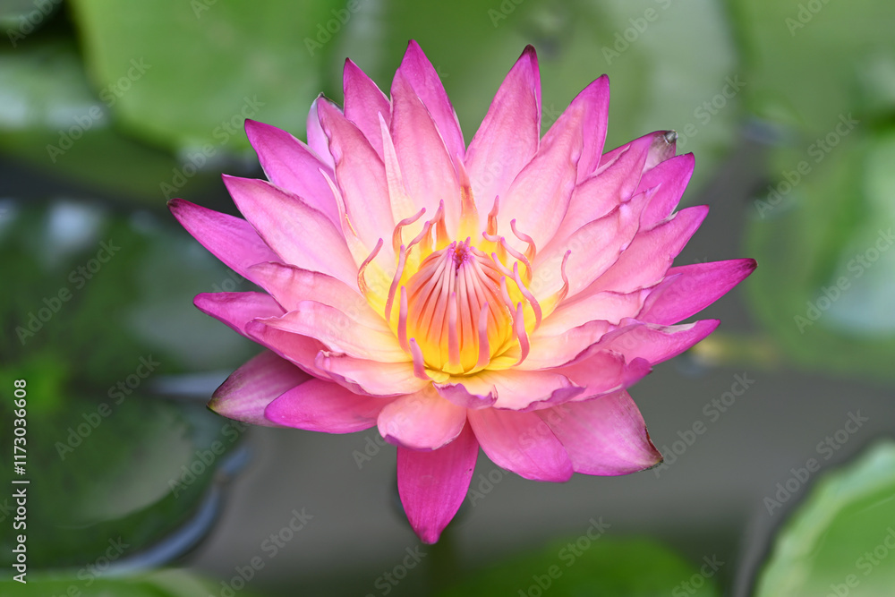 Beautiful pink lotus flower with yellow stamens blooming on green leaves background Beautiful pink lotus flower with yellow stamens blooming on green leaves background