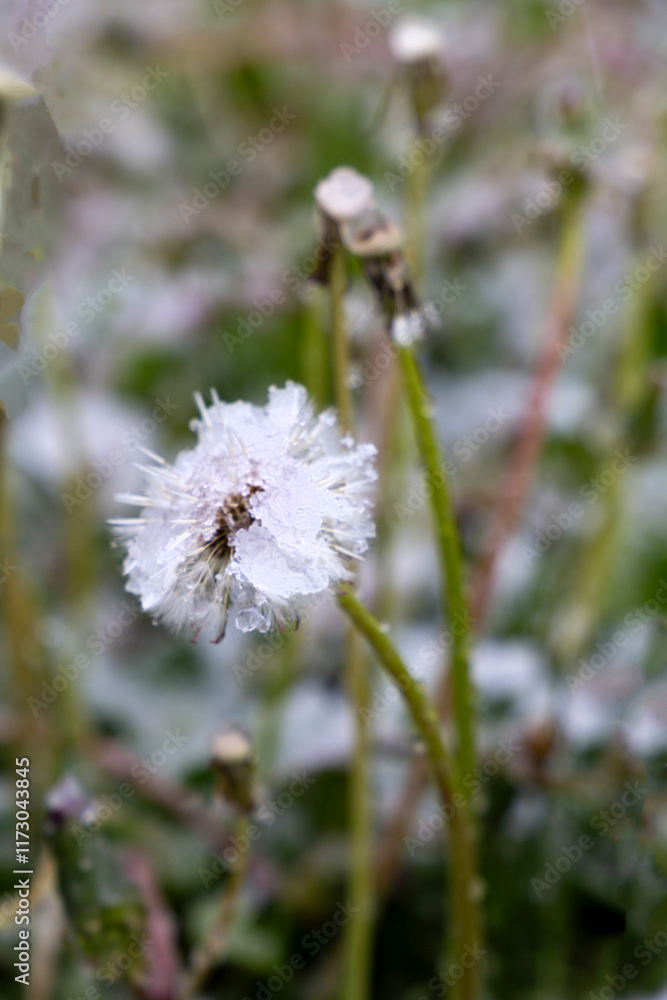 Snowfall in Summer: White Dandelions Under Snow Snowfall in Summer: White Dandelions Under Snow