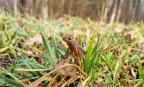 Teichmolch photo