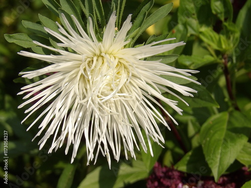 Zbliżenie na kwiat rośliny z gatunku aster photo