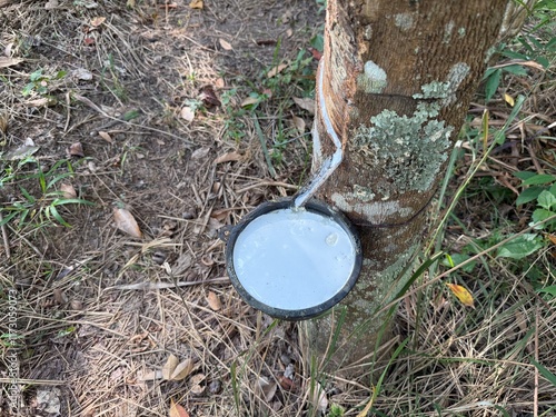 Harvesting rubber tapping on latex collection cup photo