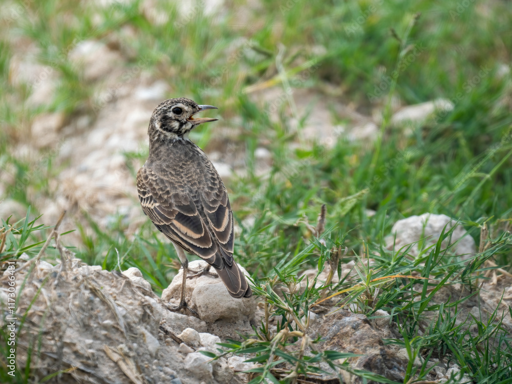 Fototapeta premium Drossellerche (Pinarocorys nigricans)