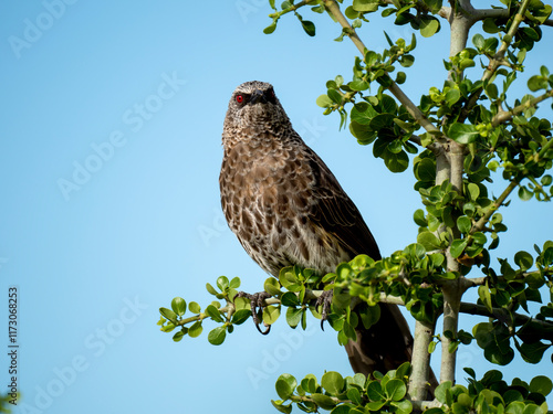 Weißbürzel-Drosselhäherling (Turdoides leucopygia), Braundrossling photo