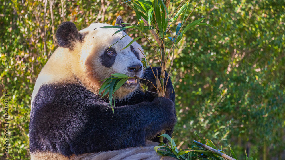 Obraz premium 食事中のパンダ 可愛い動物