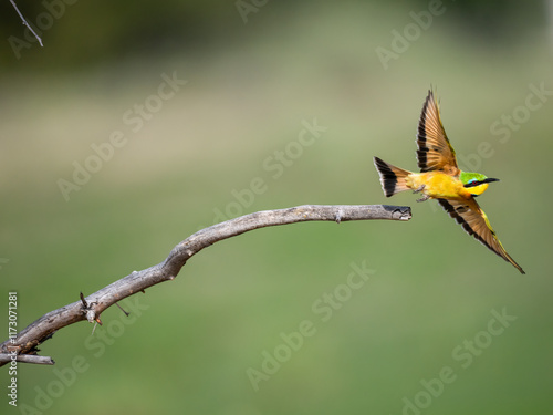 Zwergspint (Merops pusillus) photo