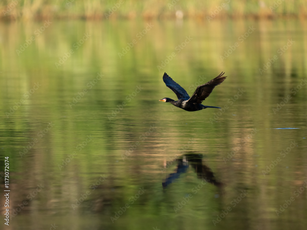 Riedscharbe (Microcarbo africanus)