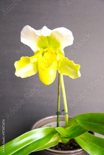  A rare variety of slipper orchids. It blooms every winter. Paphiopedilum insigne var sanderae. Yellow orchid flower on a gray background. photo