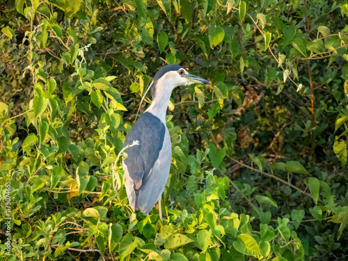 Nachtreiher (Nycticorax nycticorax) photo