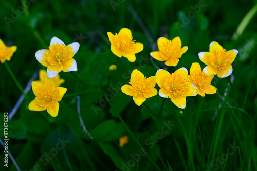 Sumpfdotterblume // marsh-marigold (Caltha palustris) photo