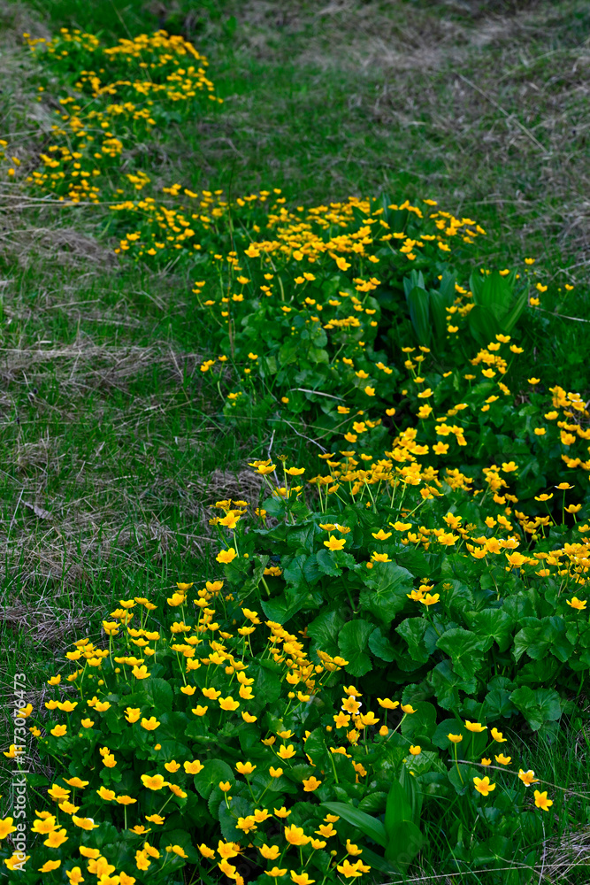 Obraz premium Sumpfdotterblume // marsh-marigold (Caltha palustris)