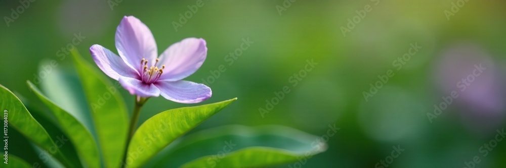 A delicate purple and white flower blooms on a lush green stem amidst leafy foliage, bloom, spring A delicate purple and white flower blooms on a lush green stem amidst leafy foliage, bloom, spring