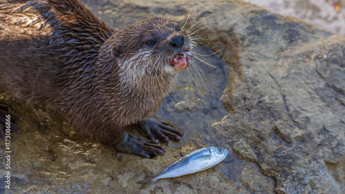 魚を食べるカワウソ　動物園 photo