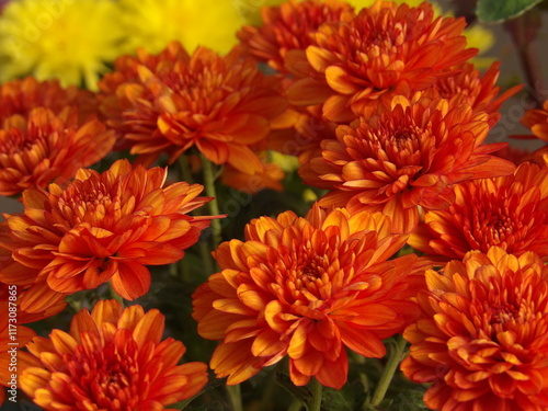 Kwiaty pomarańczowej chryzantemy