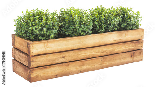 Wooden Planter Box with Green Shrubs