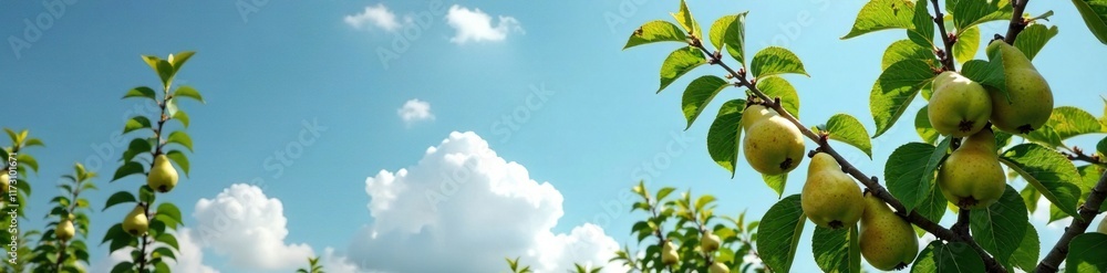 Wide-angle blooming pear tree against sunny blue sky, rural, orchard, agriculture