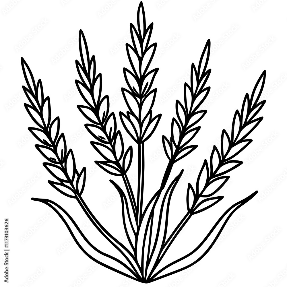 Lavender Lush line art art vector Lavender Lush line art art vector