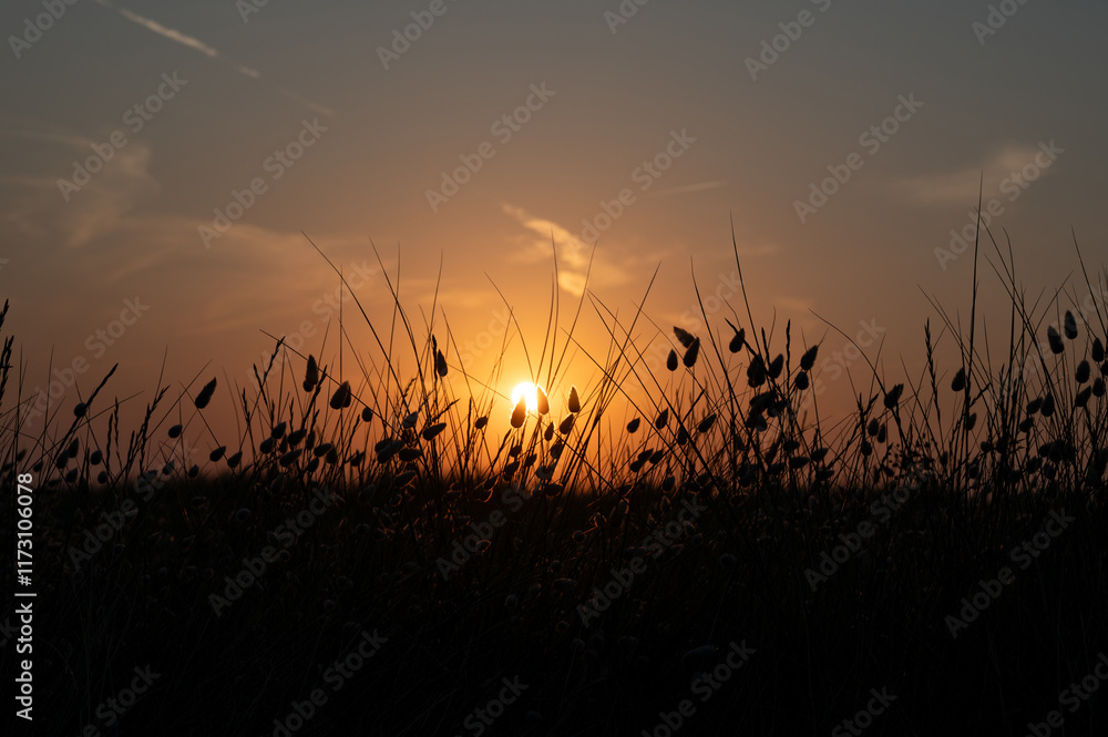Obraz premium Grasses in the light of the evening sun