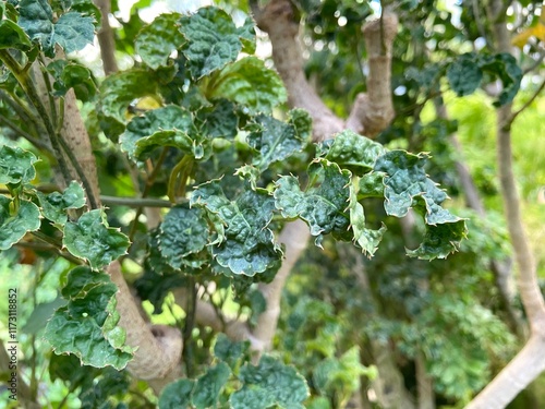 Close-up of Polyscias plant in the garden photo