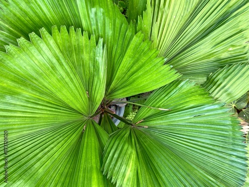 Vanuatu Fan Palm or Ruffled Fan Palm in a Park photo