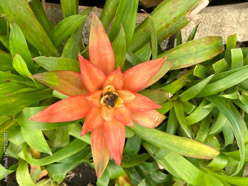 Close-up of an orange bromelia. photo