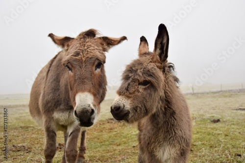 donkeys on a farm