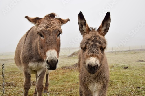 donkeys on a farm