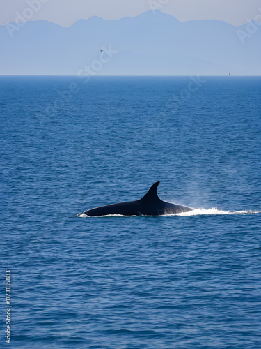 Bryde's Whale quickly swims to the water's surface to exhale by blowing the water into the air. There are many Bryde's Whales living in the gulf of Thailand at Bang Tabun, Petchaburi, Thailand. photo