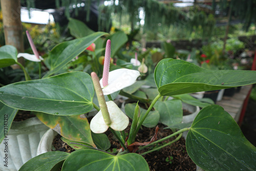 Anthurium andreanum flowers, blooming in the graden photo