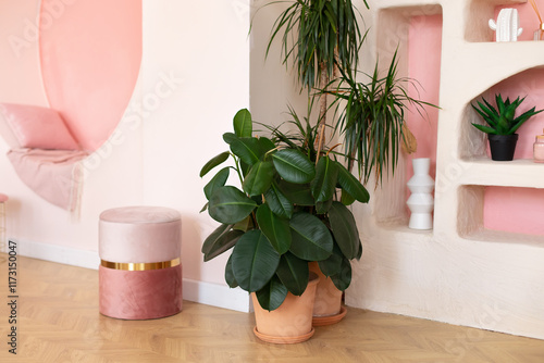 Vászonkép Green ficus plants in terracotta pots in the living room