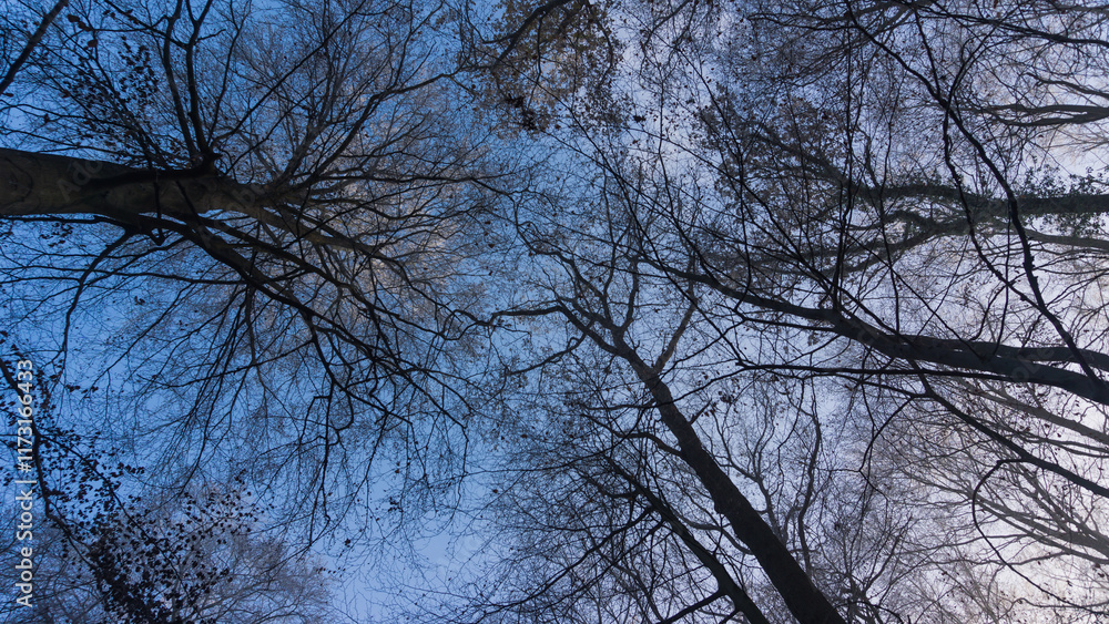 Baumkronen im Wald bei Lübz Baumkronen im Wald bei Lübz