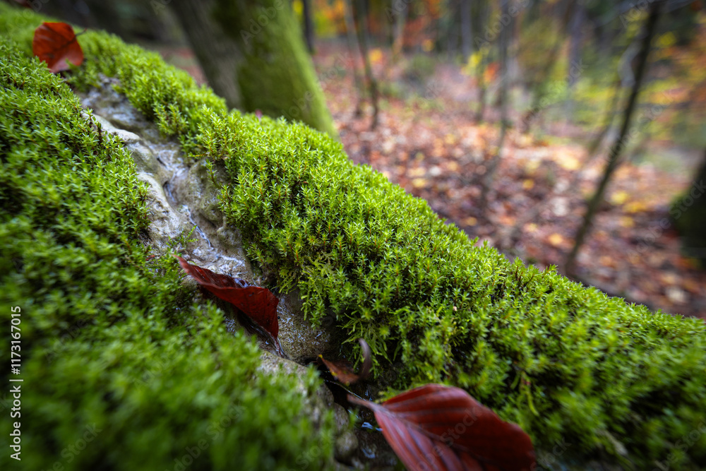 Obraz premium Geotop Steinerne Rinne (Kalktuffrinne) bei Erasbach nahe Berching in der Oberpfalz, Bayern im Herbst
