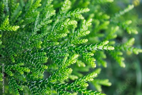 Bright foliage of Thujopsis dolabrata in the cypress family Cupressaceae. Green young leaves of false arborvitae or hiba arborvitae. Evergreen coniferous tree. Branch of asunaro. Nature concept.