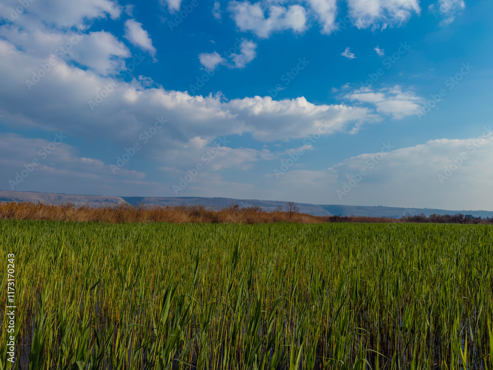 Fototapeta premium Beautiful green field under a bright blue sky