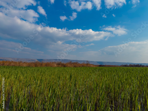 Beautiful green field under a bright blue sky