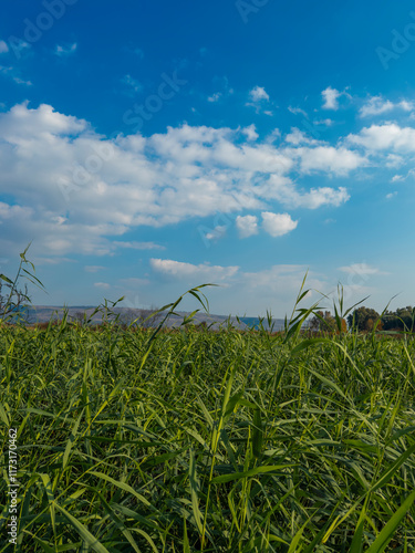 Beautiful green field under a bright blue sky