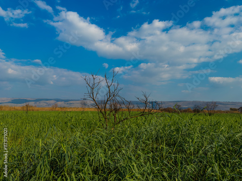 Beautiful green field under a bright blue sky