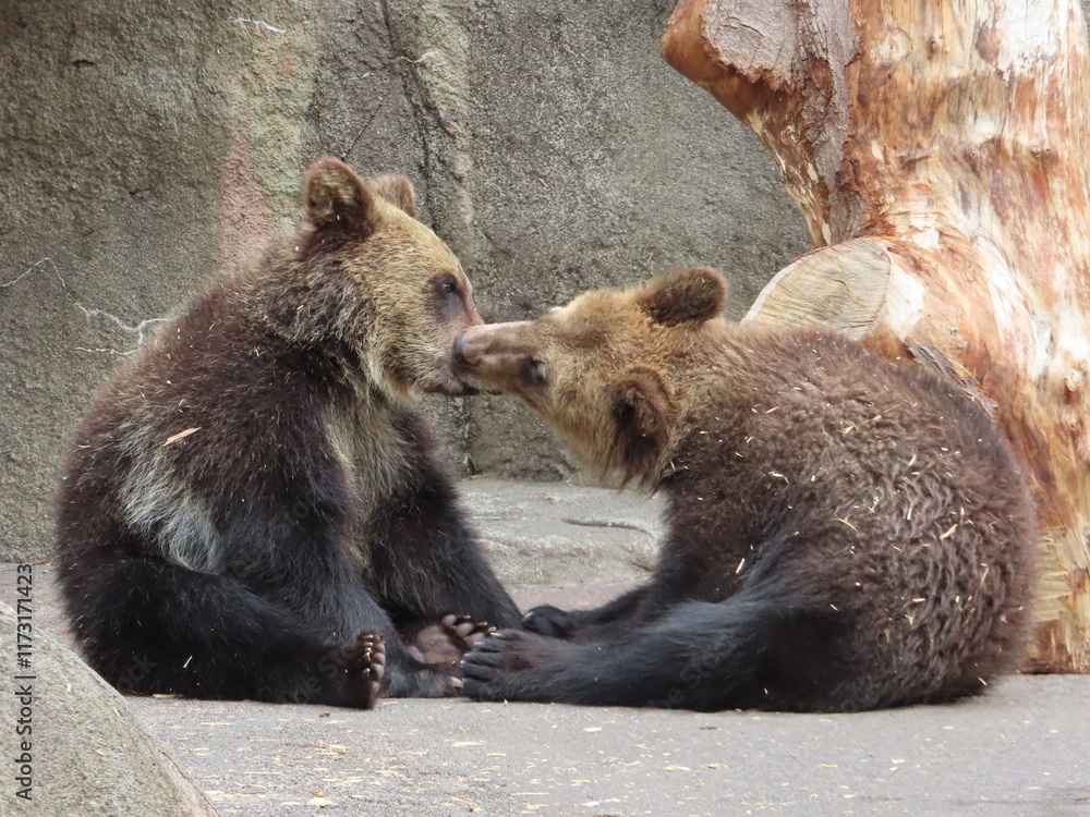 Fototapeta premium A young brown bear wrestling with its sibling