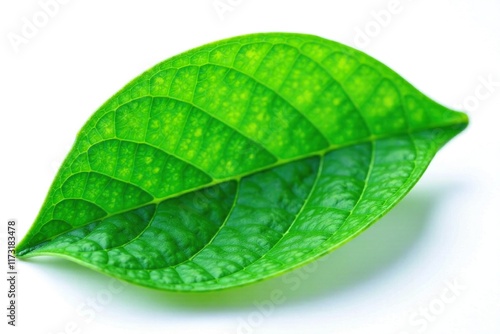 Lush green lime leaf with intricate veins isolated on white background, herb, green leaf