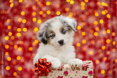 Canvas Print Aussie puppy in a gift box with a bow