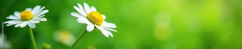 Fototapeta premium Dainty Daisies on Green Background with Soft Focus, floral, subtle detail, daisies