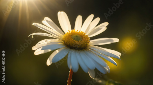 Beautiful white daisy blooming in the golden light of sunset with soft background bokeh effects in a serene garden setting