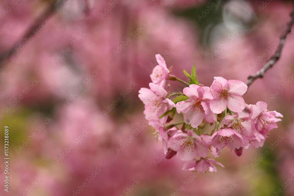 鮮やかなピンク色の早咲き桜 鮮やかなピンク色の早咲き桜