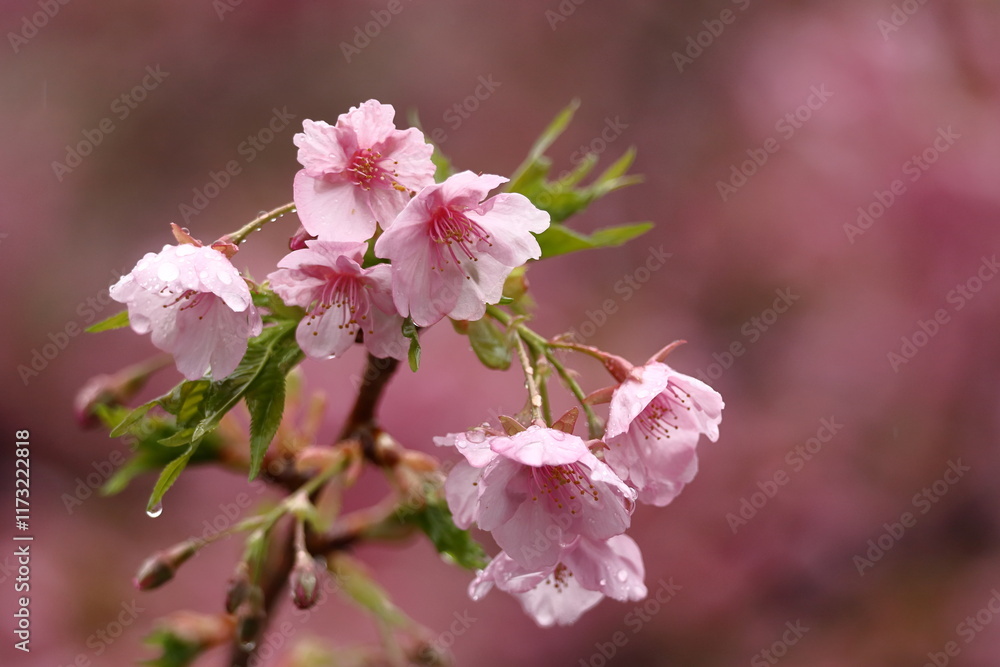 Fototapeta premium 鮮やかなピンク色の早咲き桜