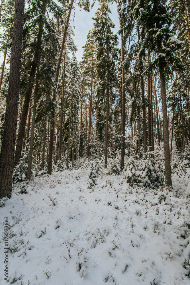 Fototapeta premium Snow covered fir trees in a beautiful forest