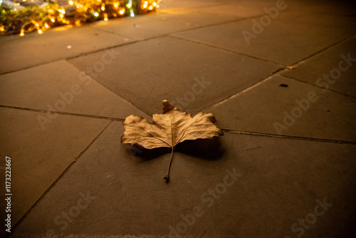 Dried leaf on London street 1